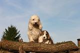 PTIT BASSET GRIFFON V.  066